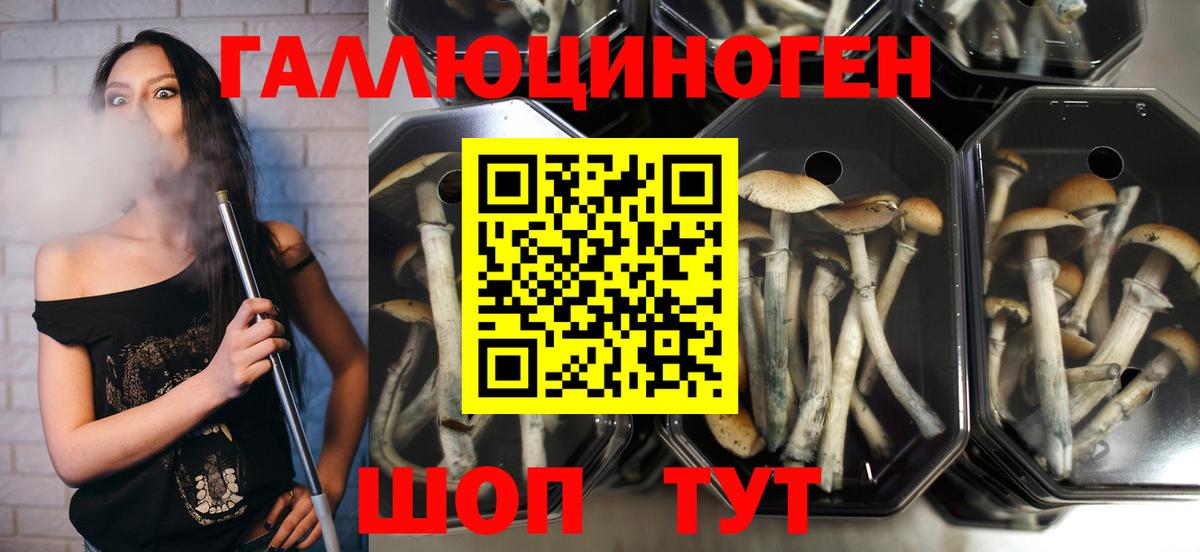 Галлюциногенные грибы мухоморы Кондопога